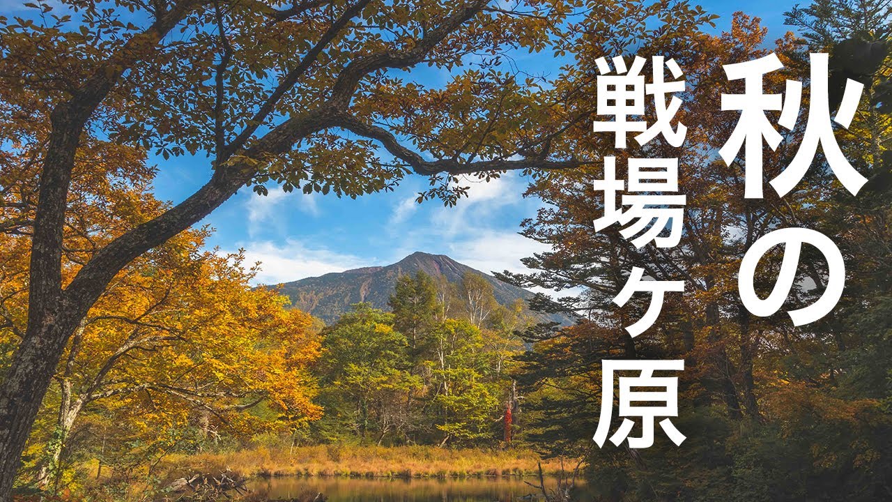 【一人旅】戦場ヶ原の秋を6時間かけて写真に収めまくる自己満旅　三本松/泉門池/赤沼