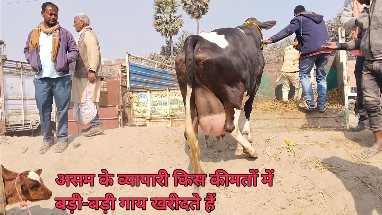 देखिए जरूआ पशु मंडी से असाम के व्यापारी बड़ी बड़ी गाय किस कीमतों में खरीदी किए हैं #cowmarket2025