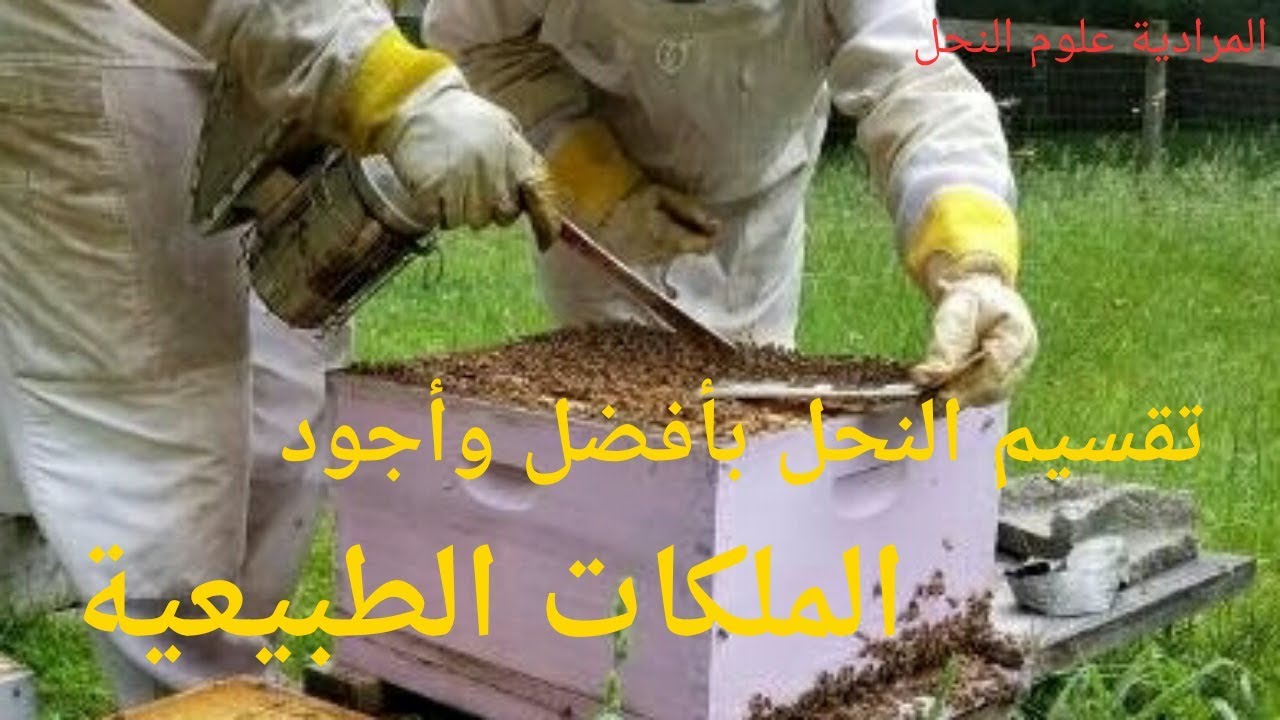 كيف تقسم النحل بأفضل وأجود الملكات الطبيعية