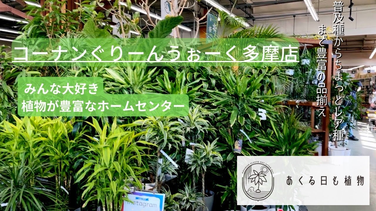 コーナンぐりーんうぉーく多摩店へ行ってきました-植物豊富なホームセンター-