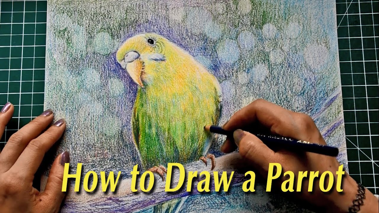 How to Draw a Parrot with Color Pencils