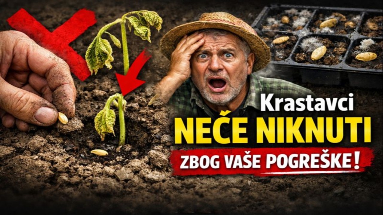 Krastavci vam NEĆE niknuti ako napravite OVU pogrešku. Dvadeset kobnih grešaka pri sadnji.
