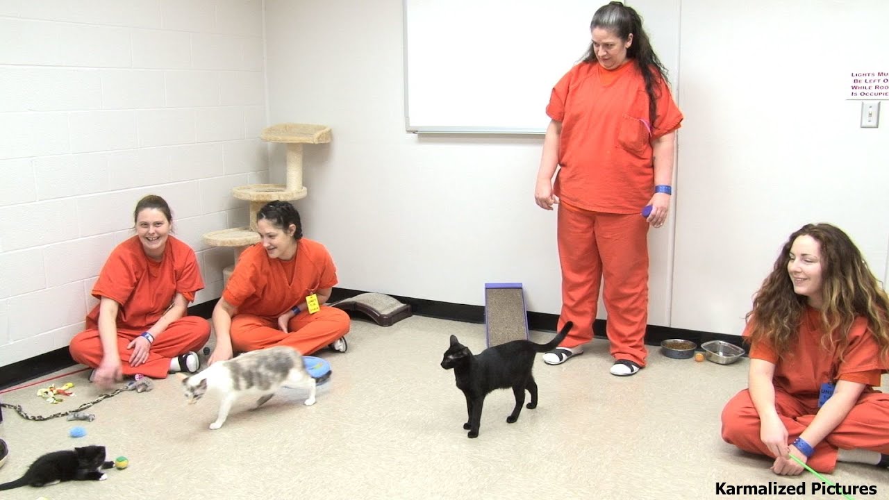 WANTED: Happy & Safe Homes For Cute and Cuddly Jail Kittens