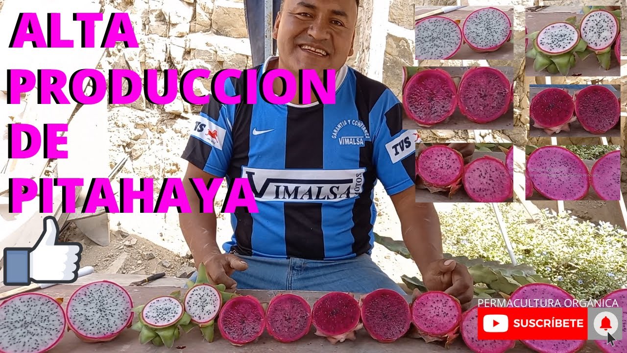 PITAHAYA MUCHAS VARIEDADES EN PRODUCCIÓN