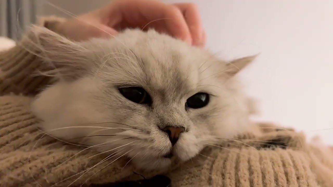 触りすぎてぷいされた
