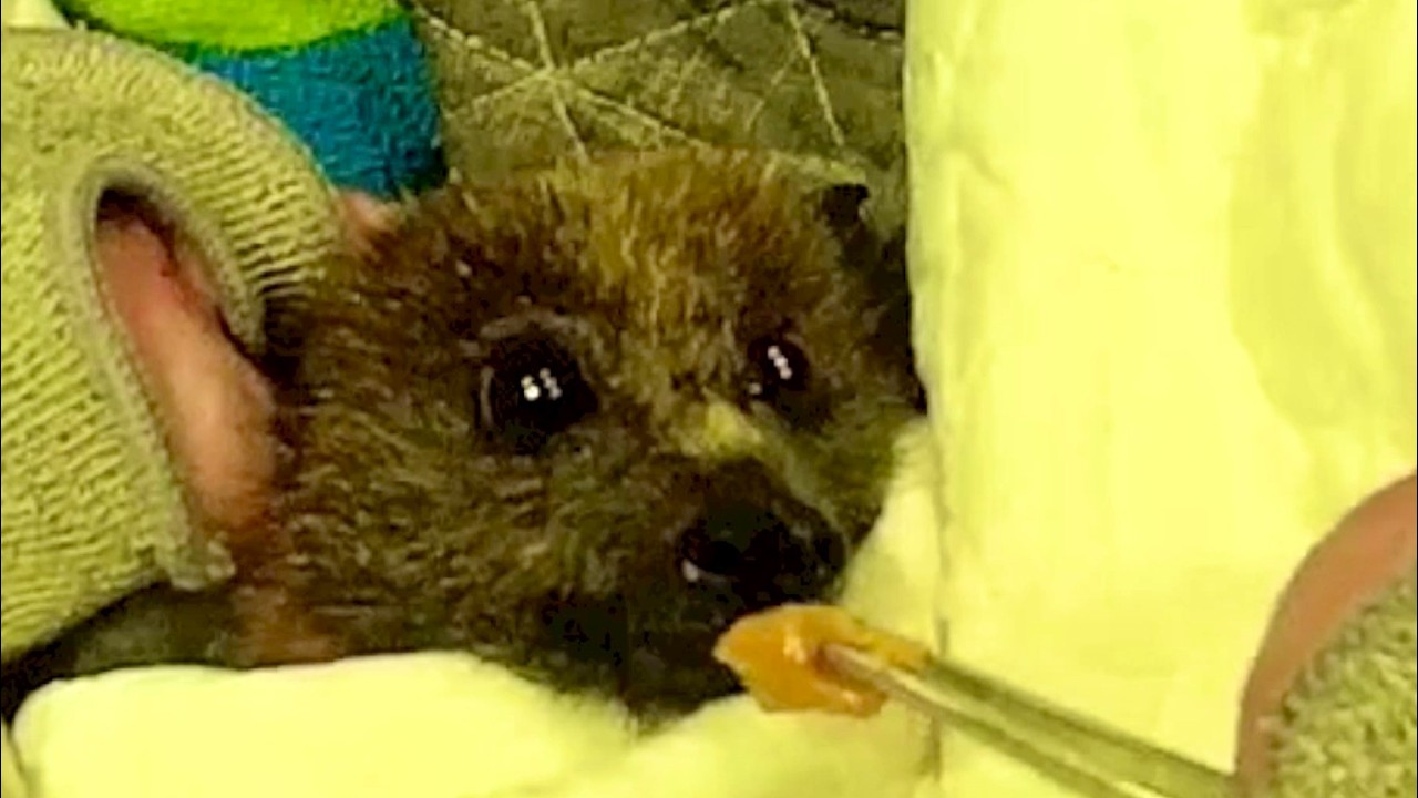 Rescuing a flying-fox who smacked into a motorcycle;  this is Rolypoly