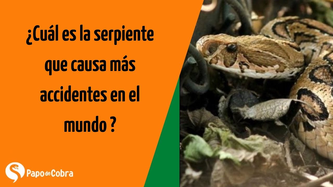 Víbora de Russell: ¡Una de las serpientes más peligrosas del mundo (y sus dobles)!