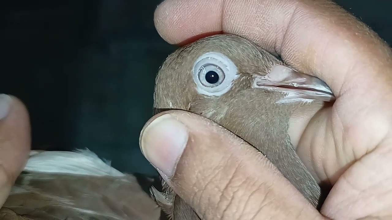 Online pigeons from AAM ONLINE PETS  NAMED BY 1 TARA GIREBAAZ 2 BUTTERFLY ROLLER