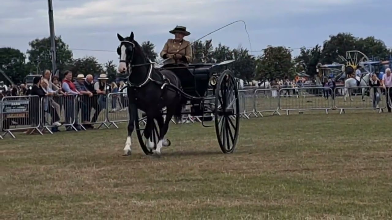 Horses at Orsett Show 2024 private drive class