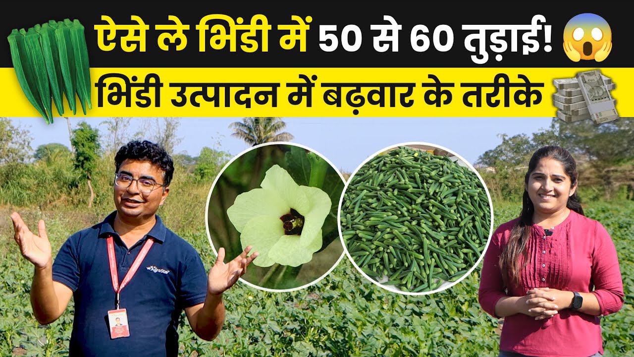 भिंडी के खेती में Production💸बढ़वार के लिए क्या करें? 🤑 Okra Flowering | bhindi ki kheti | AgroStar