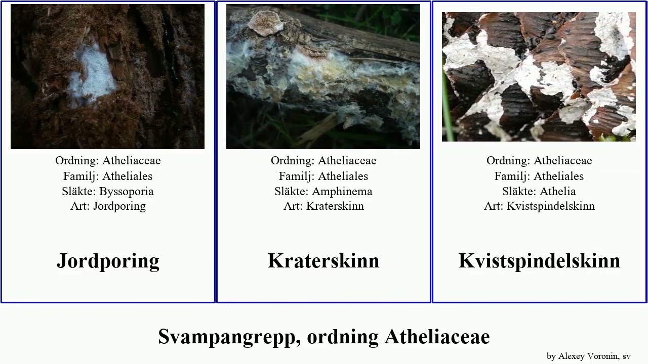Svampangrepp, ordning Atheliaceae fungus spindelskinn Droppsporigt Vital Jordporing Gr&ouml;nskinn