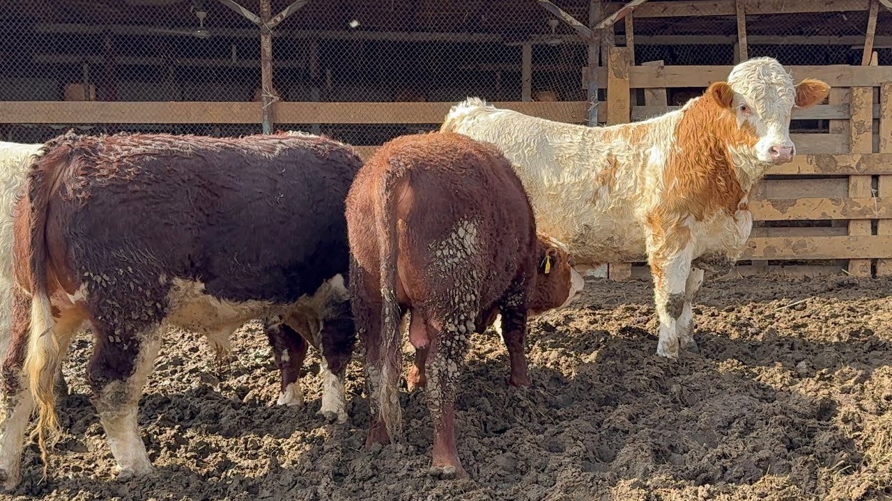 💯%DEXQON. SIMMENTAL BUQALAR SOTILADI. Dastafka kelishiladi.