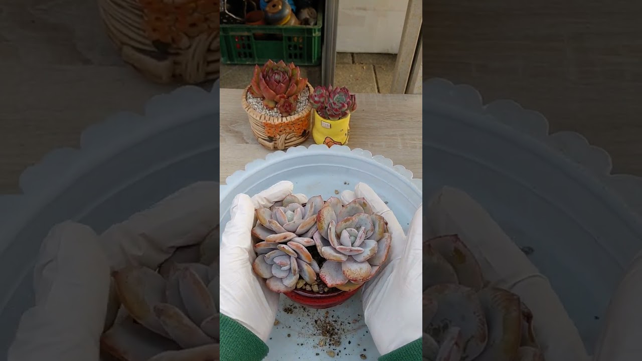 조용한 식재영상