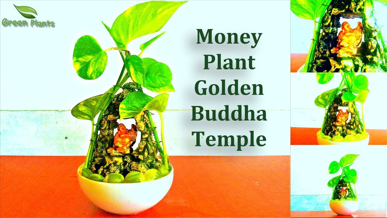Money Plant lucky buddha Golden Temple | Money Plant cashier table Ideas//GREEN PLANTS