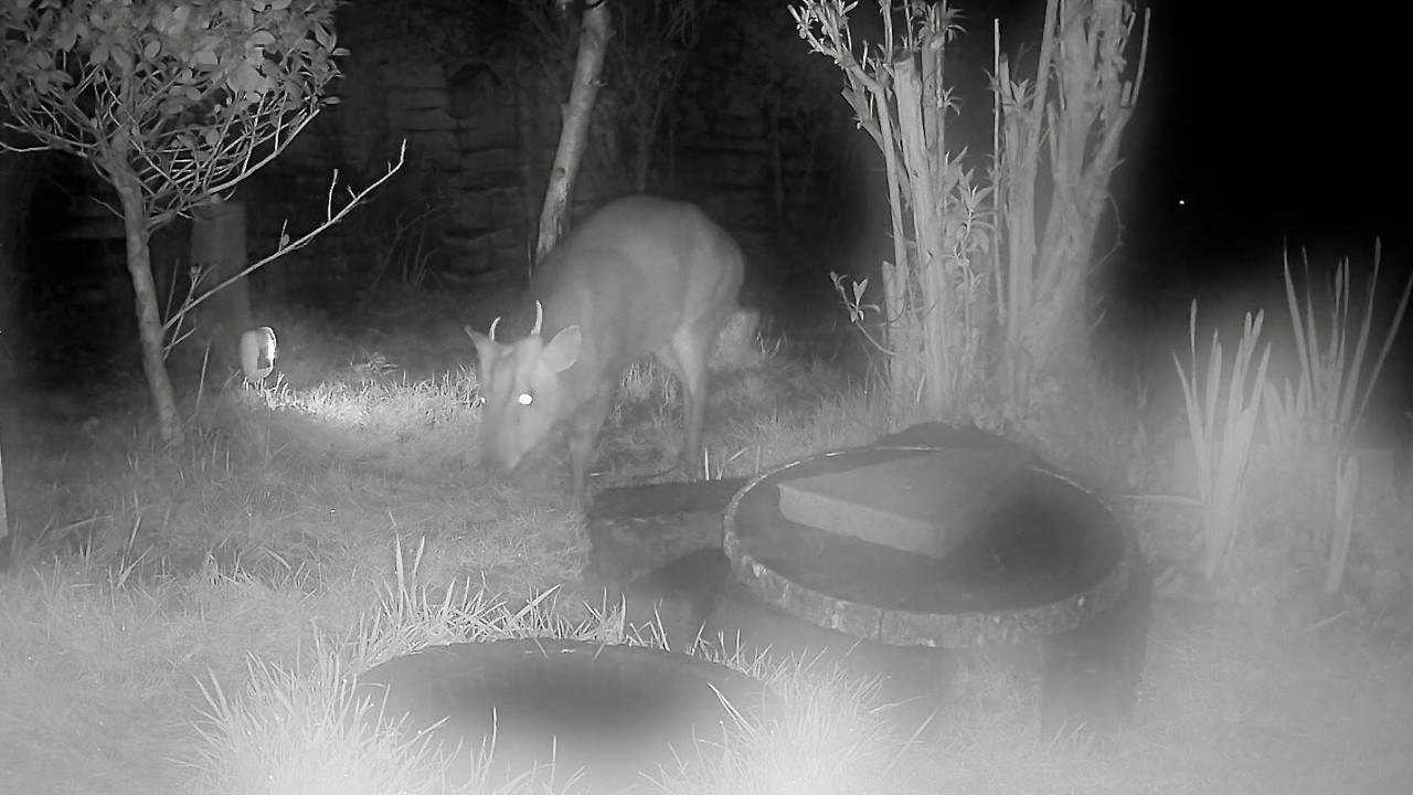 Wild Garden Diary February 28th- March 1st
