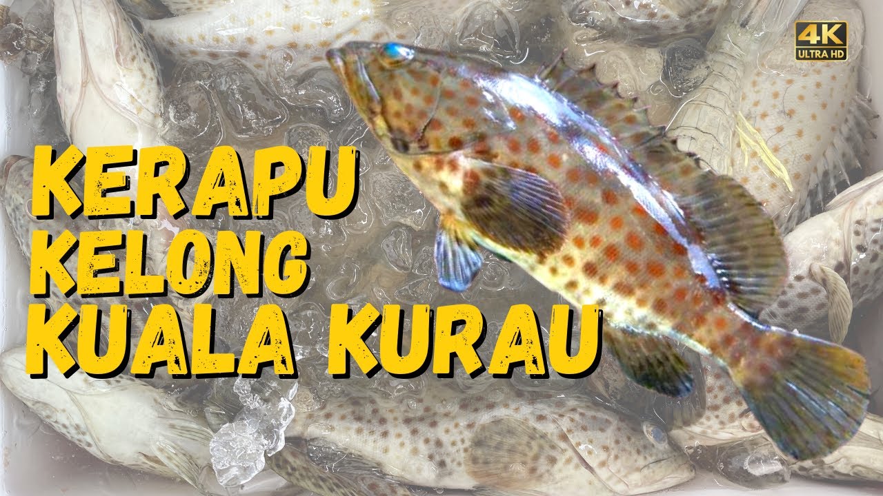 TEST: KELONG KUALA KURAU | MISI HANYIR SHIMANO NEXAVE | KERAPU CURUT
