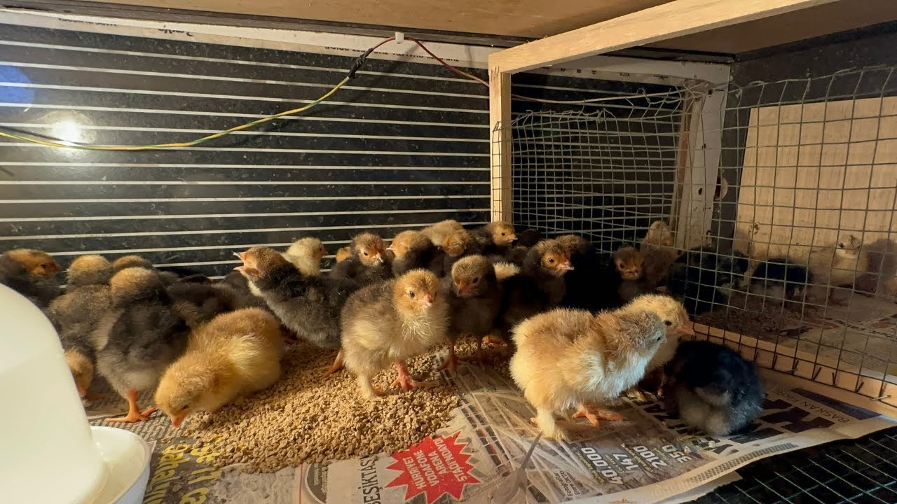 CİVCİVLER ÇIKTI | WORWERK - BRAHMA - AUSTRALORP - CÜCE KOŞİN