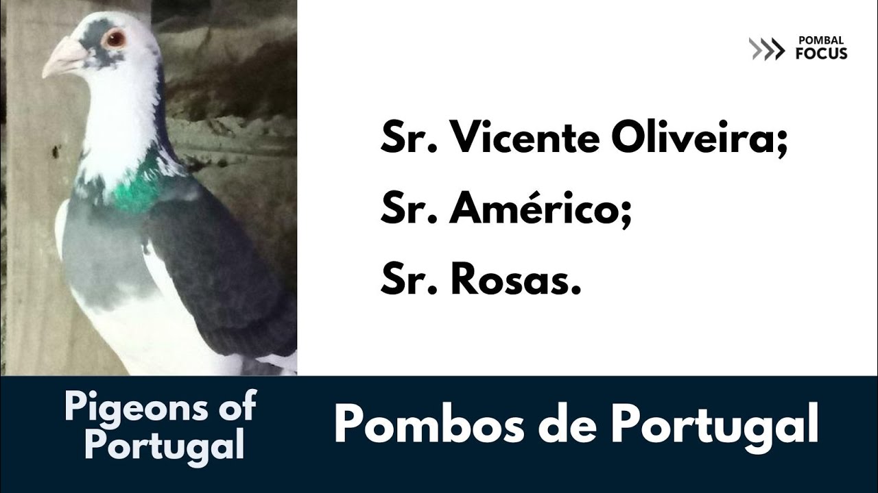 POMBOS DE PORTUGAL: 1994 - SR. VICENTE OLIVEIRA - SR. AMÉRICO E SR ROSAS