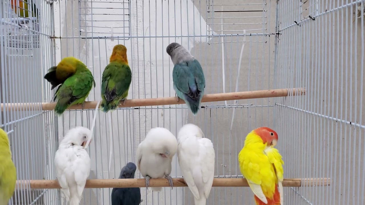 Chirping, Cuddling & Playing Lovebirds | A Delightful Bird Video