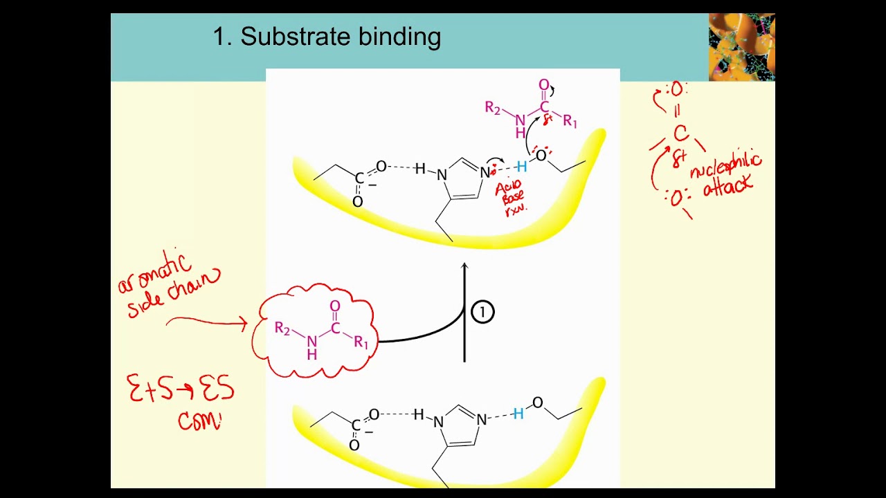 Serine Protease