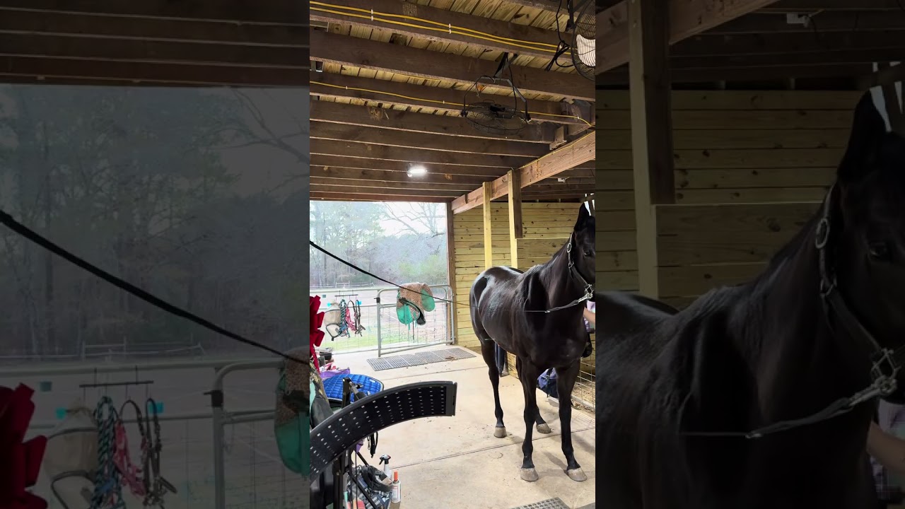 (SOLD) Charlotte (2022 Unraced TB mare) grooming 