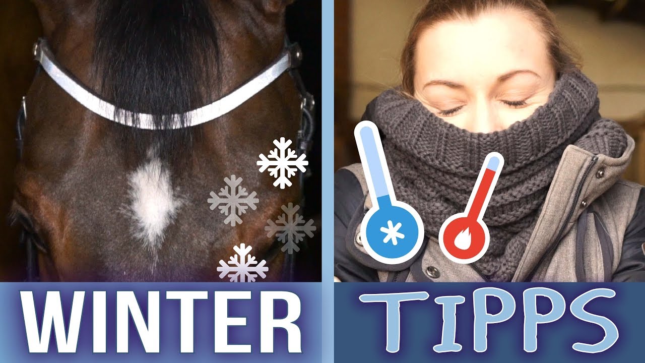 STALLTIPPS - WINTER EDITION! | BinieBo