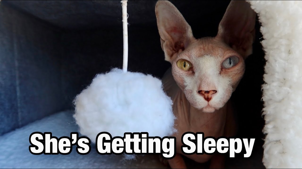 Sphynx Cat Fighting for Her Life… to Stay Awake 😴 