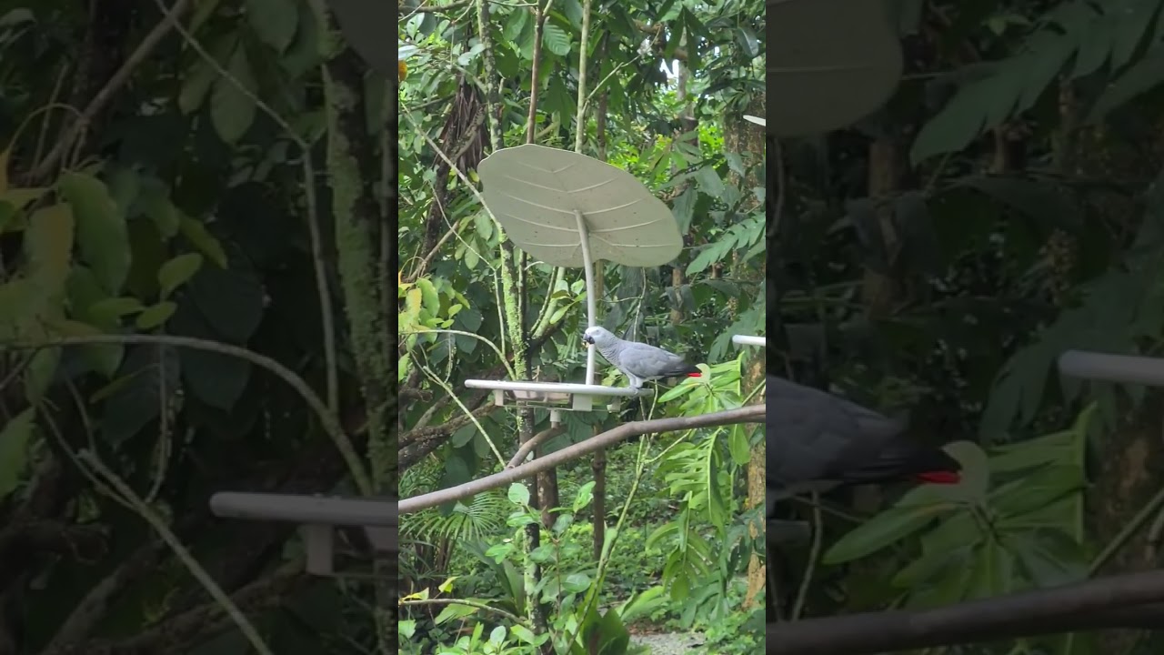 Bird Paradise at 20 Mandai Lake Road Singapore 19 July 2023 video 47