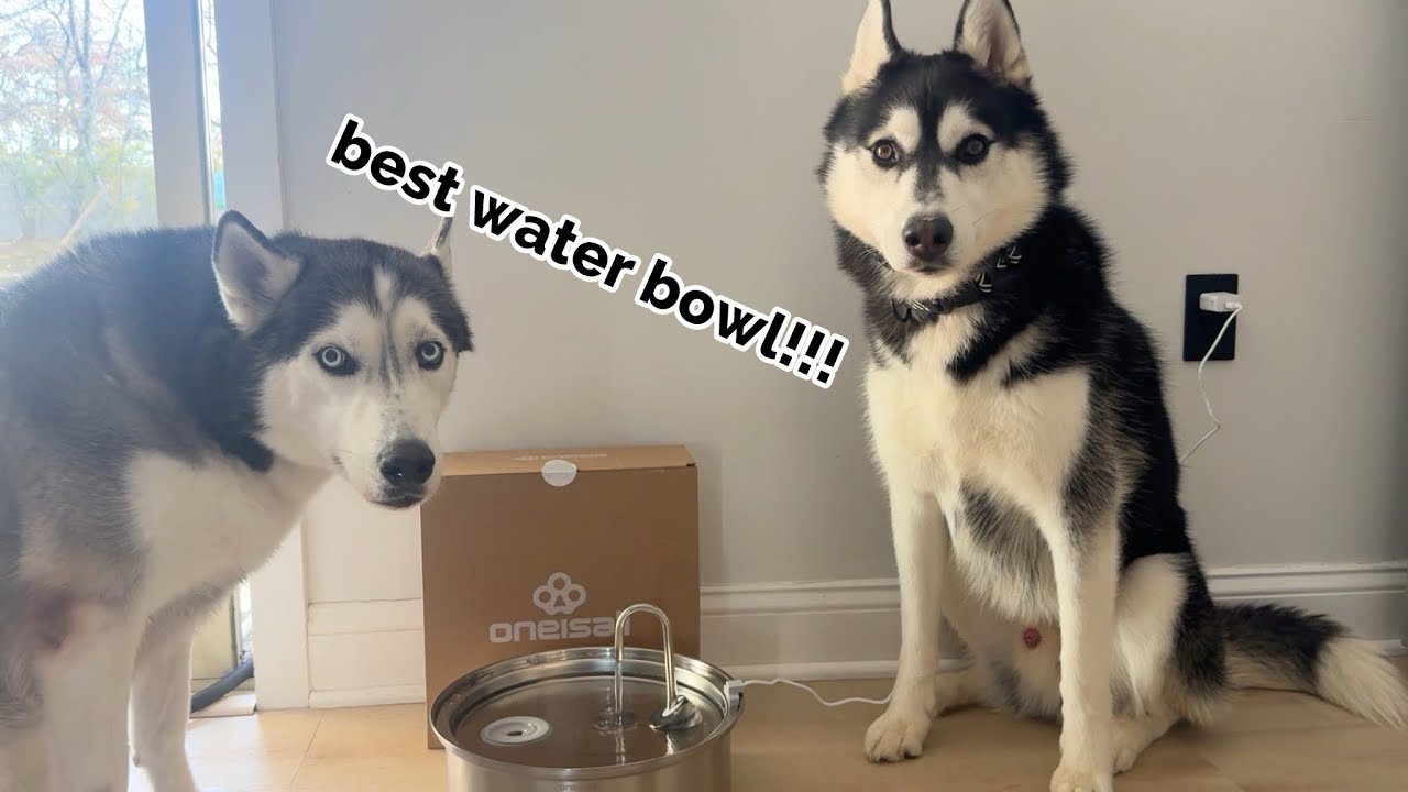 The Best Water Fountain for Medium to Large Dogs 