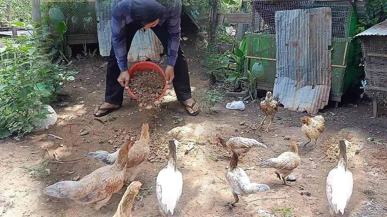 2021 In Asian | Rural life feeding chickens | How to raise chickens in rural areas of Cambodia |