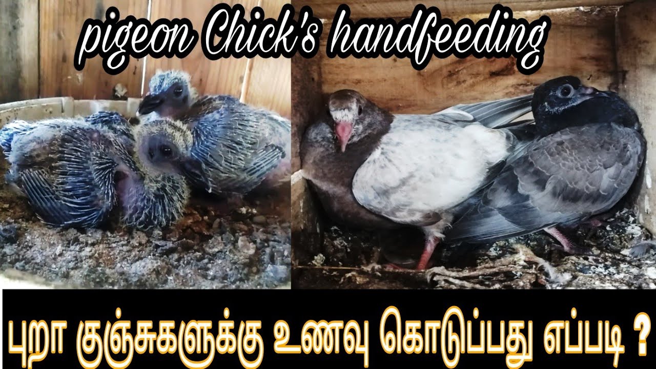 pigeon Chick's handfeeding / tamil / புறா குஞ்சுகளுக்கு உணவு கொடுப்பது எப்படி ?