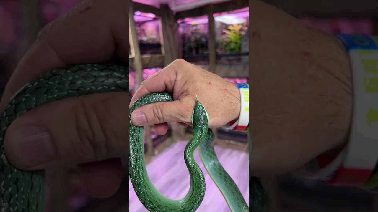 Rhino Rat Snake Bites Me! #snake