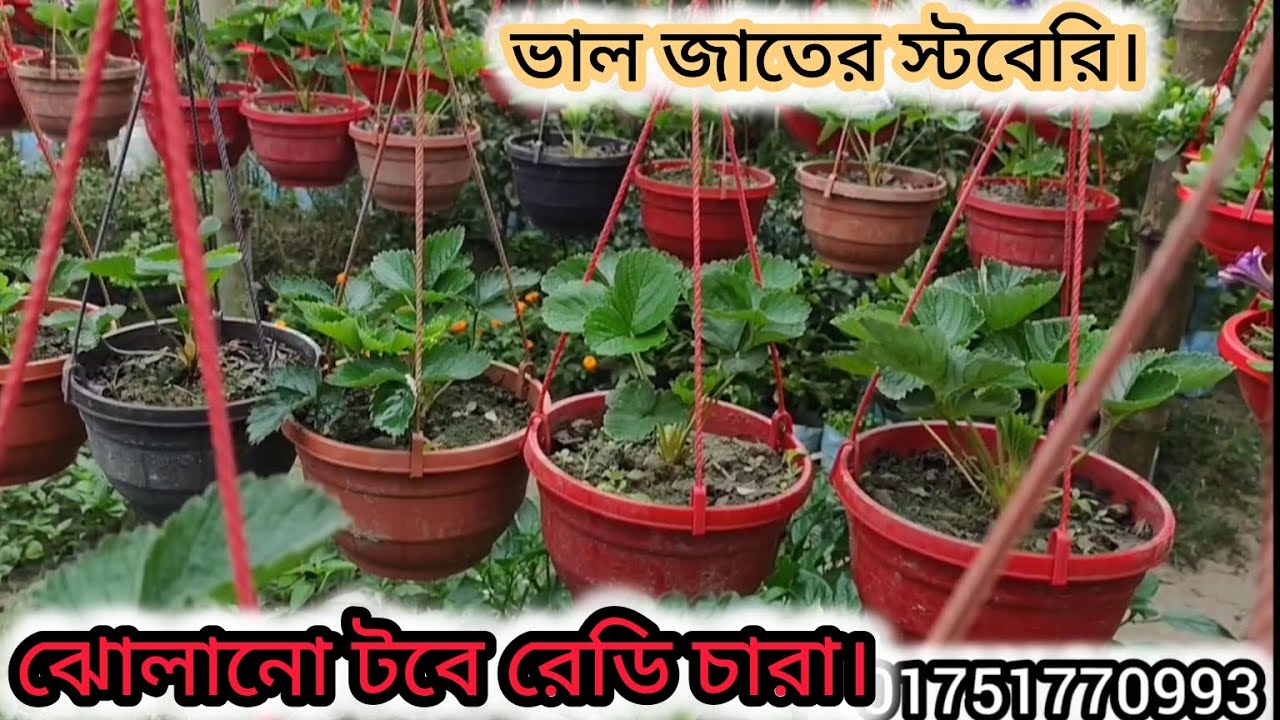 স্টবেরি চারা ঝোলানো টবে রেড়ি স্টবেরি চারা।#viralvideo #gardening #garden #nature #agriculture 