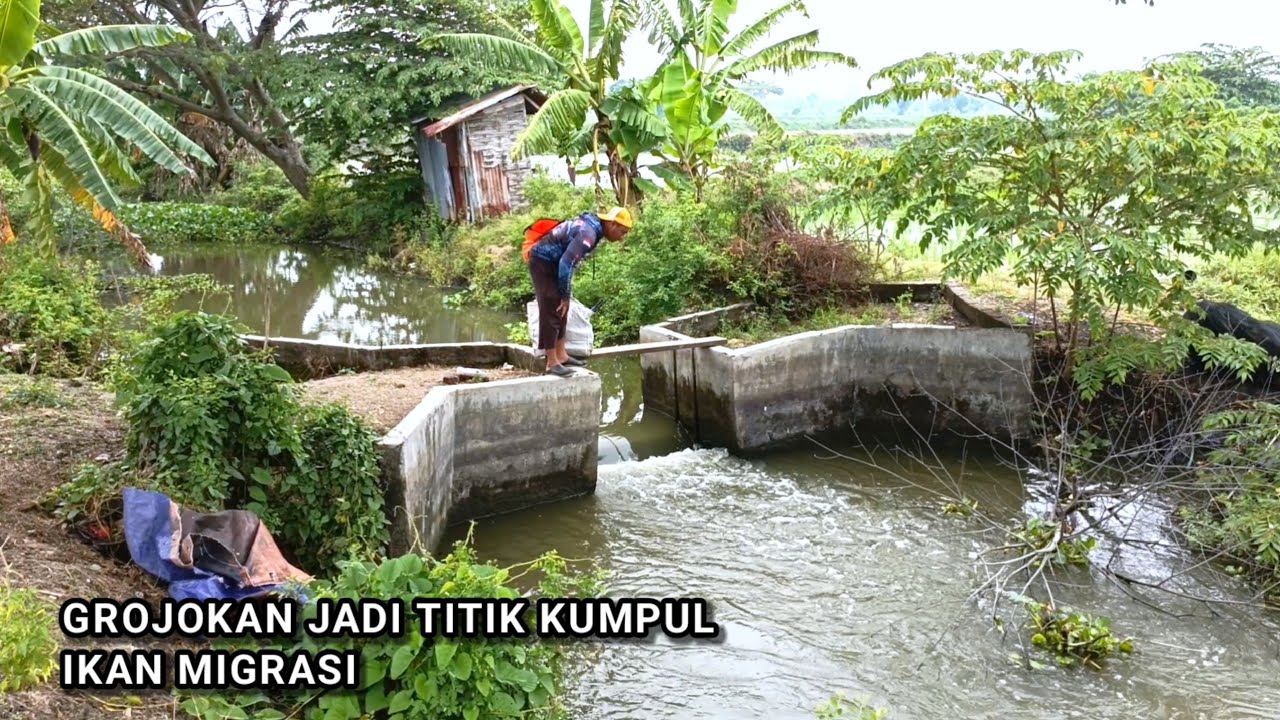 EDAN.. Ikan bandengpun ikut makan, mancing saat ikan migrasi