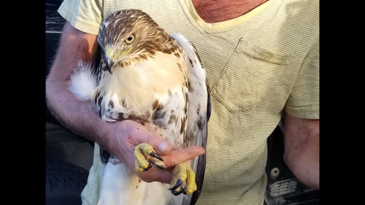 Injured Red Tailed Hawk Rescue