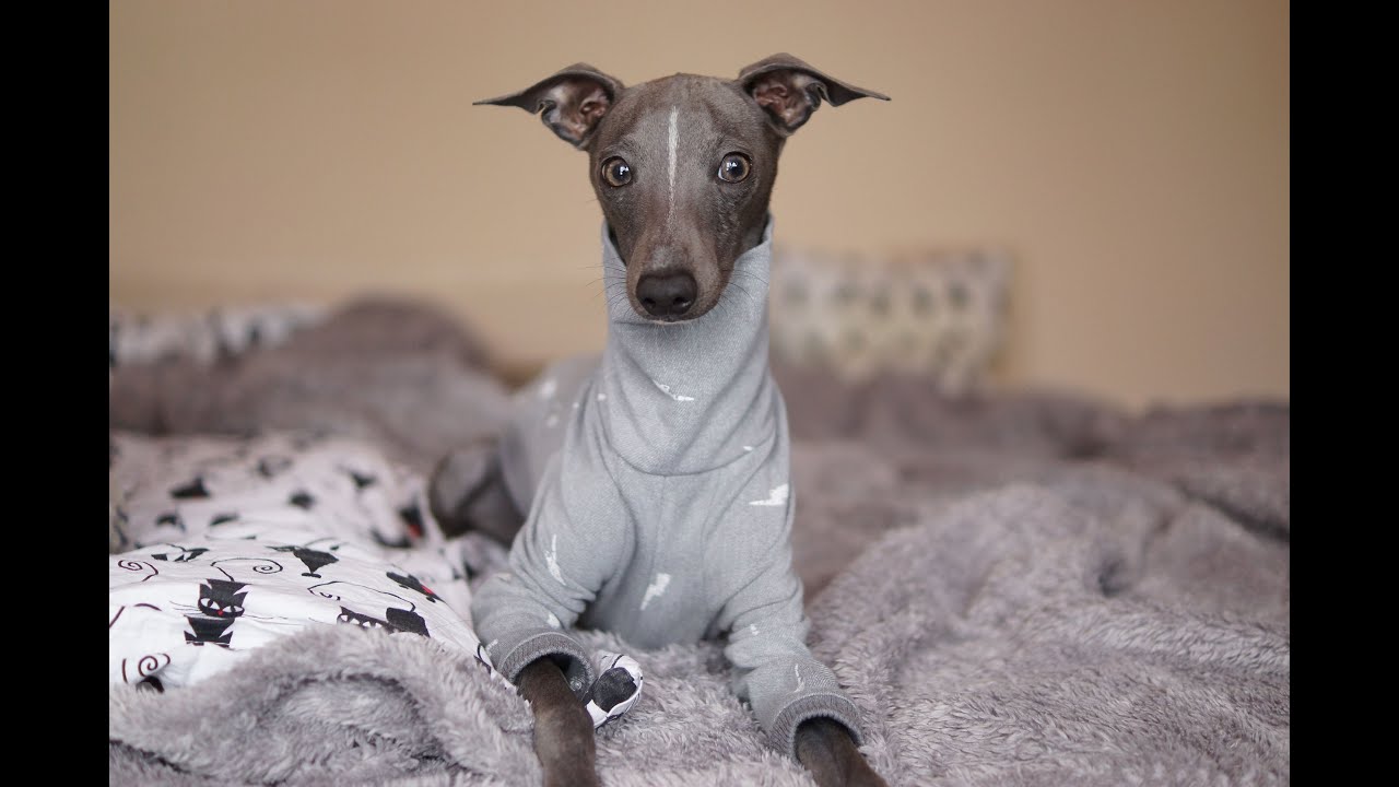 POZNAJMY SIĘ - charcik włoski na kanale i marka Rupert dogwear ;)