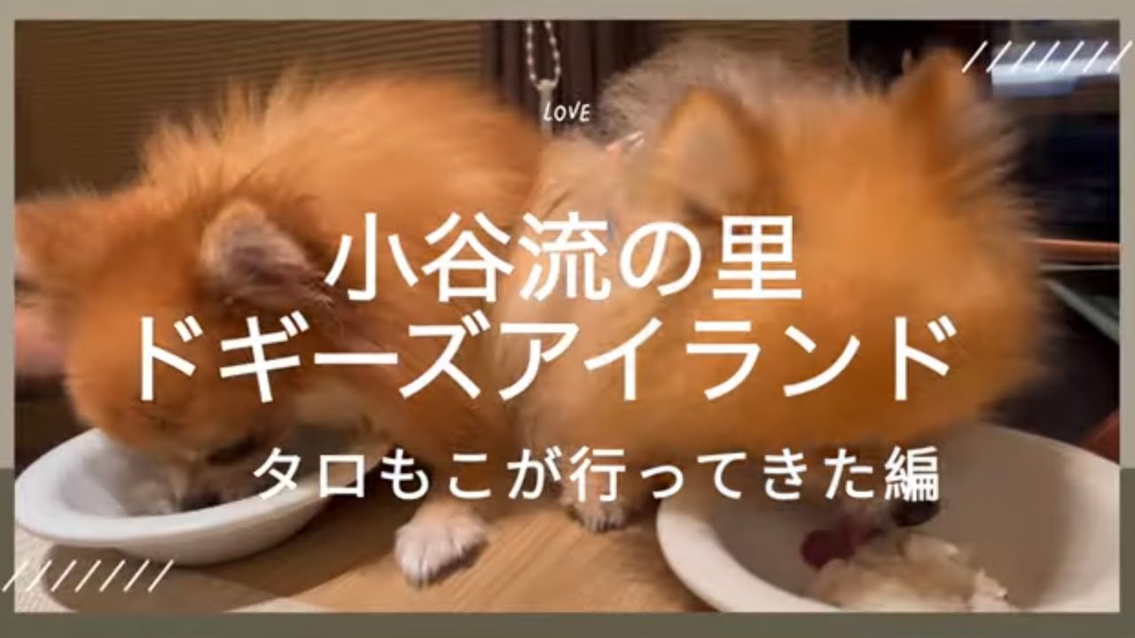 小谷流の里ドギーズアイランドへポメラニアンタロもこが行ってきた編