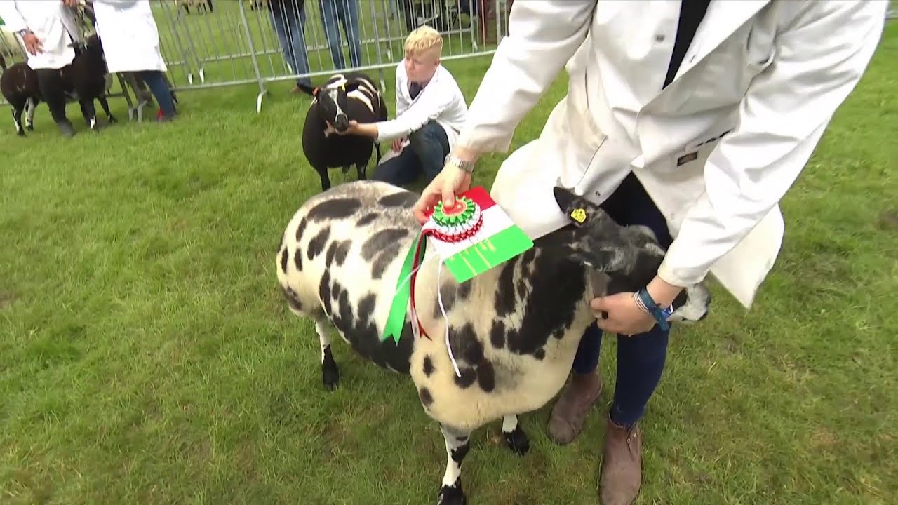 Pencampwriaeth Defaid Smotiog Iseldiroedd | Dutch Spotted Sheep Championship