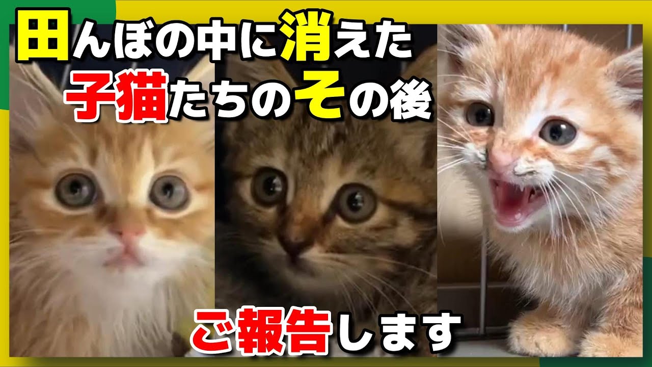 【神戸保護猫】田んぼの中に消えた子猫たちのその後をご報告します