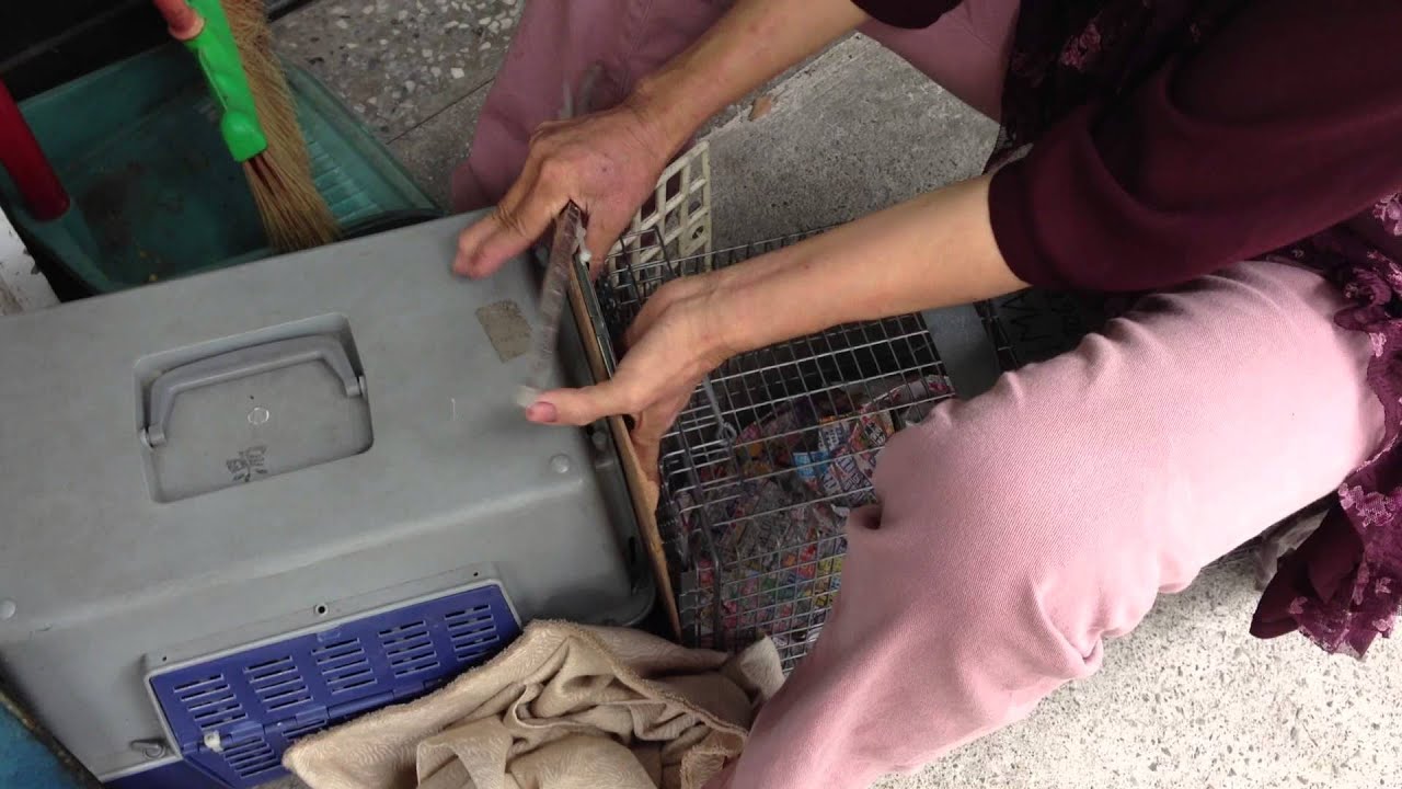TNR 誘捕籠 換籠至 外出籠 20130509 IMG 4483