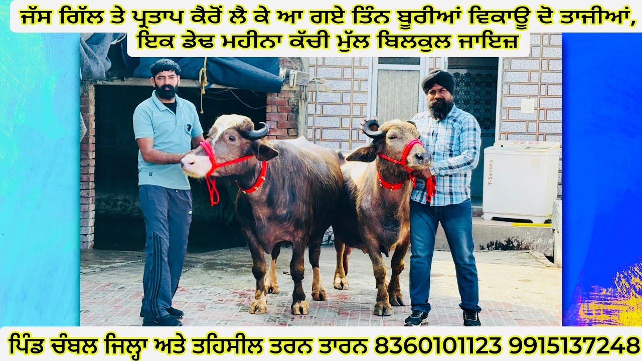 ਜੱਸ ਗਿੱਲ ਤੇ ਪ੍ਰਤਾਪ ਕੈਰੋਂ ਲੈ ਕੇ ਆ ਗਏ ਤਿੰਨ ਬੂਰੀਆਂ ਵਿਕਾਊ ਦੋ ਤਾਜੀਆਂ, ਇਕ ਡੇਢ ਮਹੀਨਾ ਕੱਚੀ ਮੁੱਲ ਬਿਲਕੁਲ ਜਾਇਜ਼