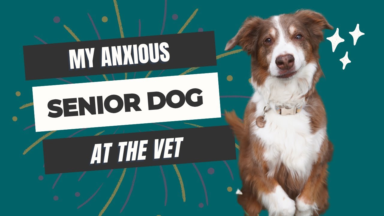 From Panic to Peace: Calming My Senior Dog’s Vet Anxiety