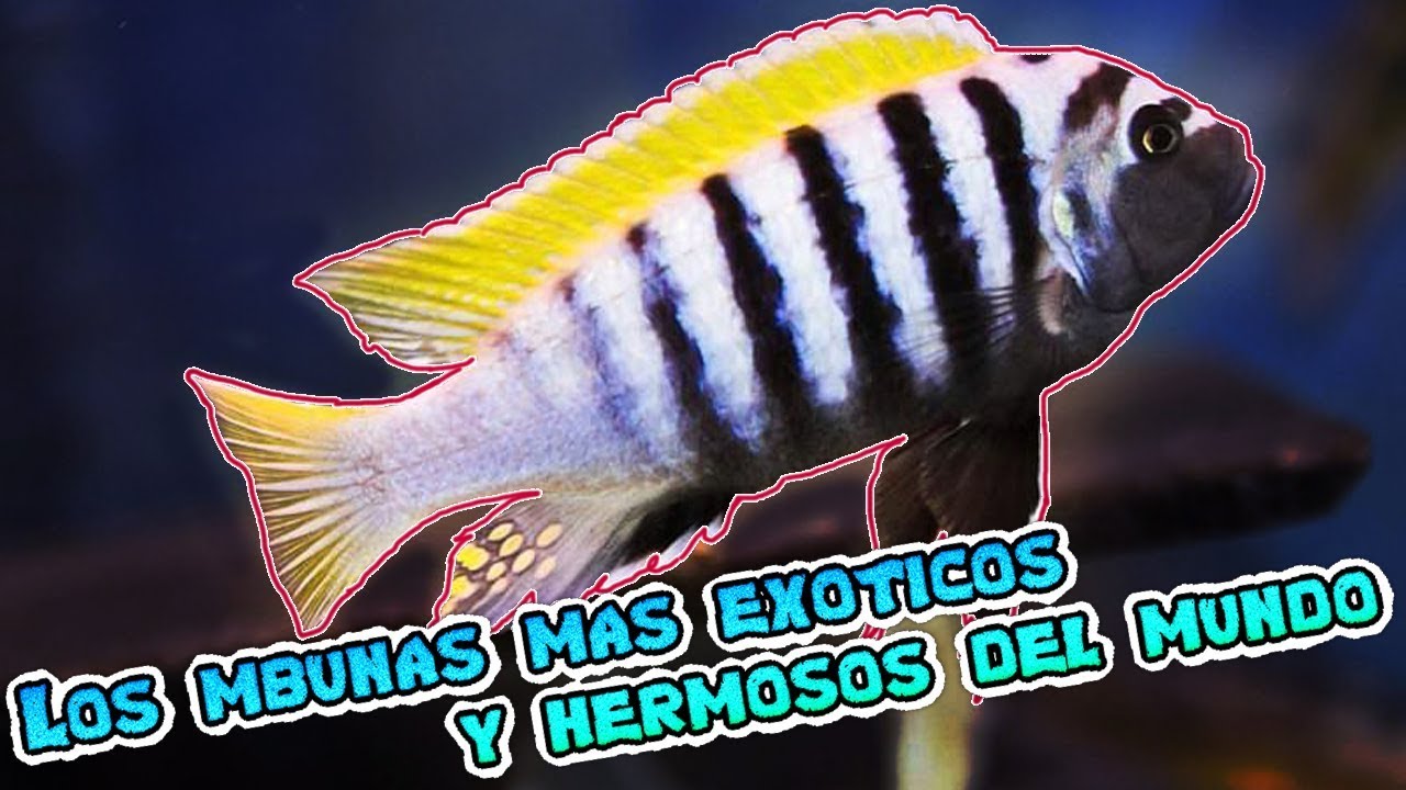 Los 10 MBUNAS mas EXÓTICOS y HERMOSOS del mundo