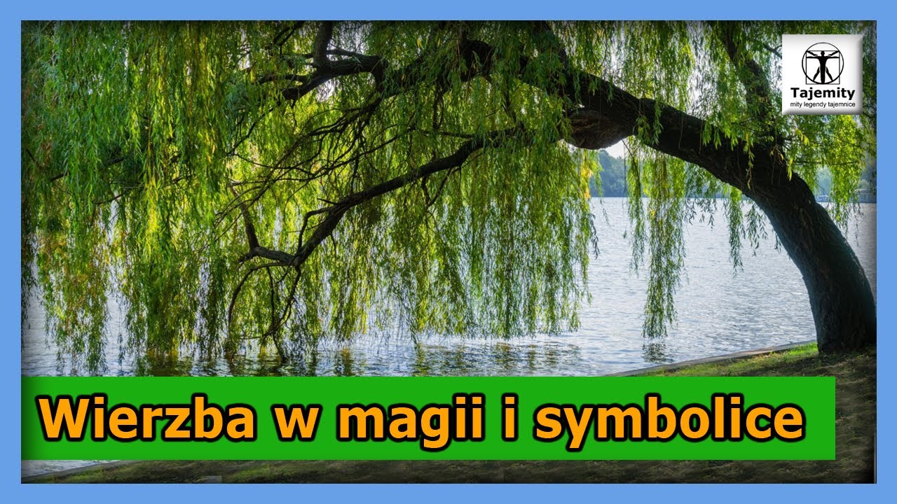 Wierzba w magii i symbolice