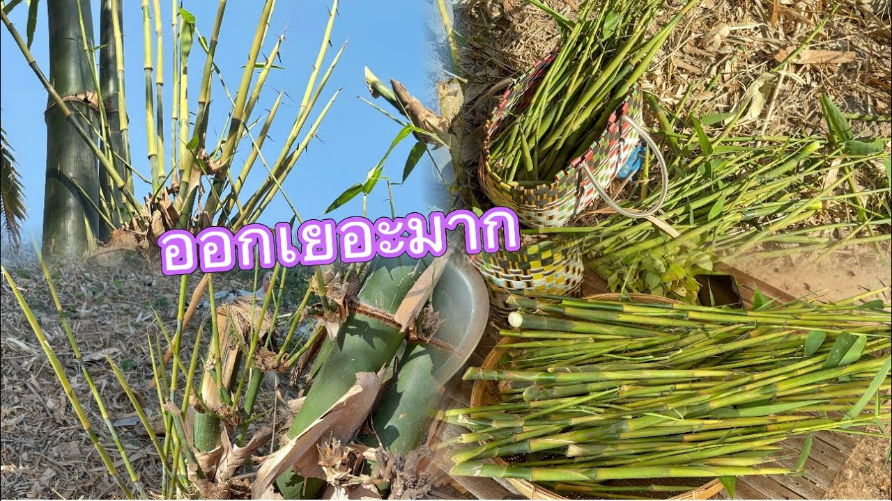ดีใจมากเมื่อเห็นหน่อไม้ ที่เราตัดออกเยอะ มีแต่แหนงงงามๆ