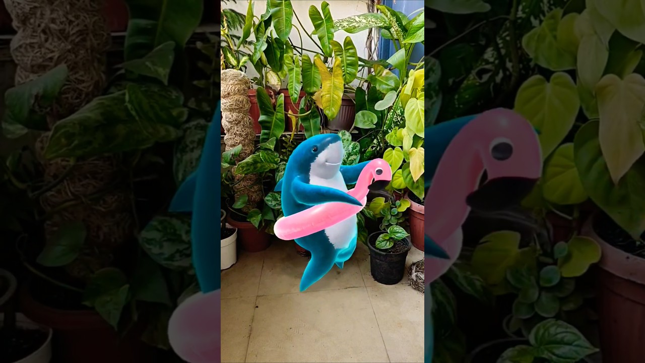 Shark Dance 🤣 Must watch 