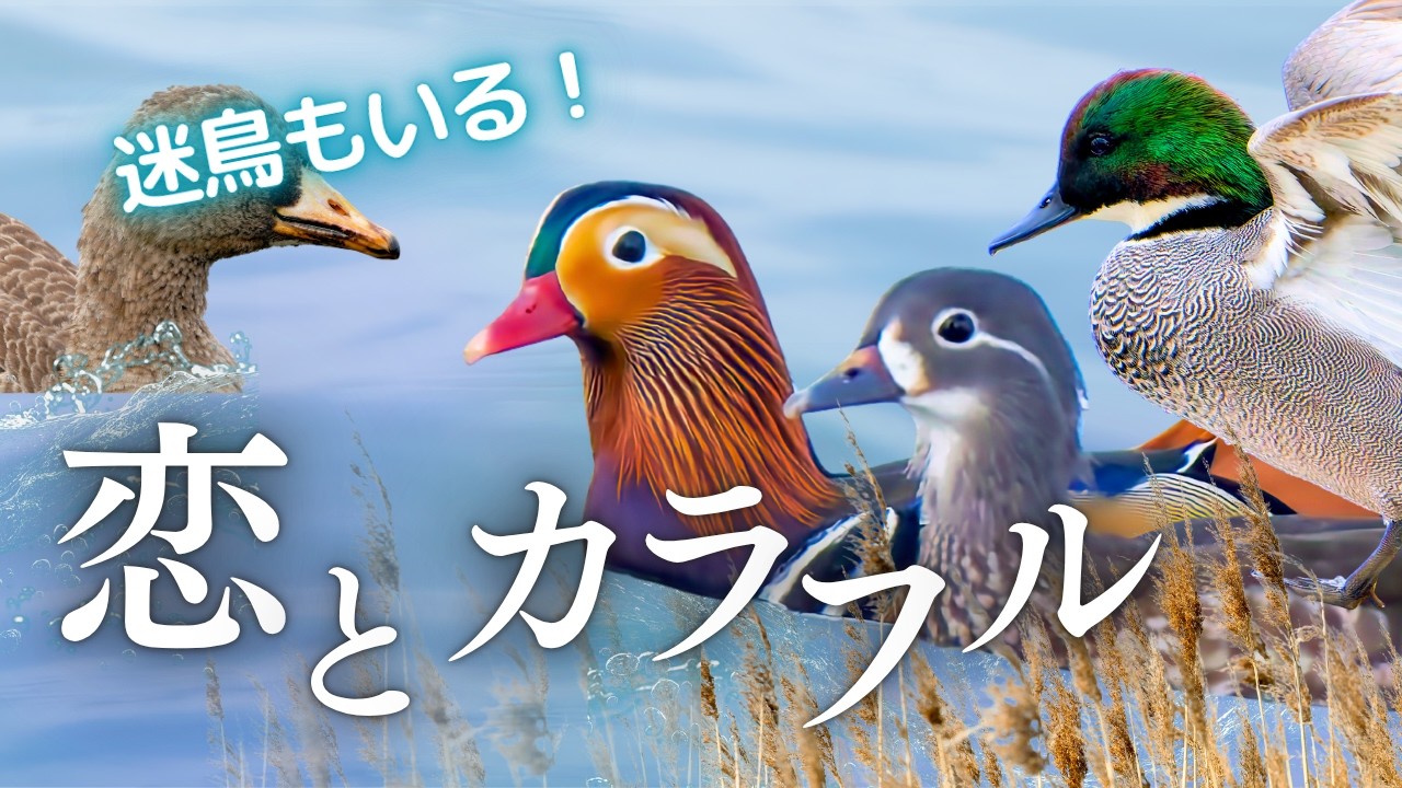 【野鳥観察】こうやってメスの気を惹く！可愛い求愛ダンスと絆の深め方｜街中の水辺でヨシガモやオシドリたち