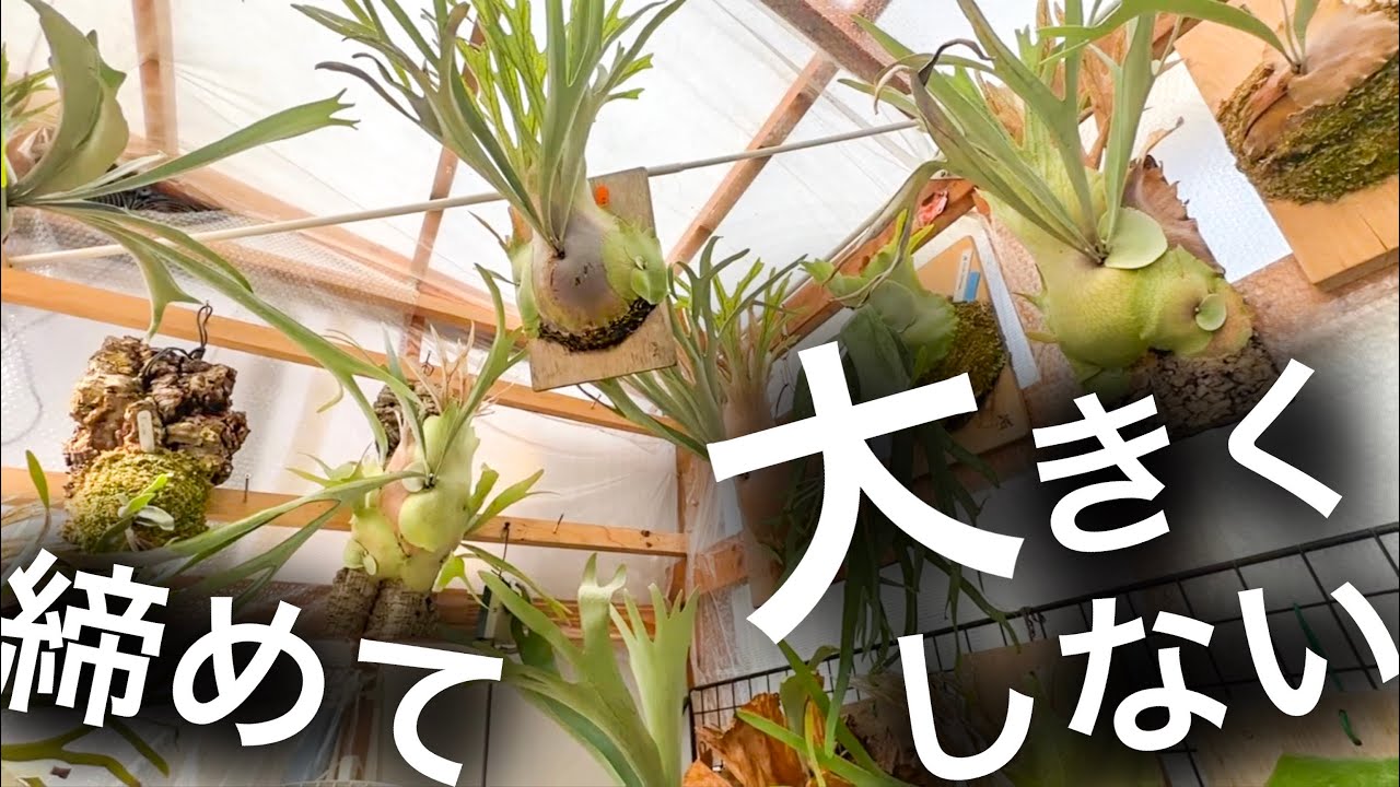 【育成術】小さくカッコ良く育つビカクシダのすゝめ。