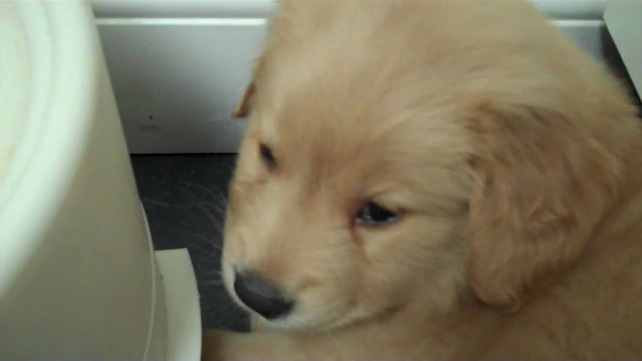Puppy Hiccups