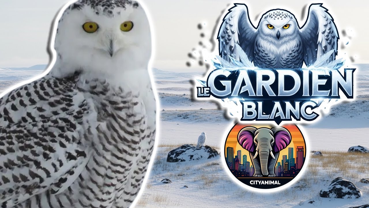 Harfang des neiges | Documentaire Animalier